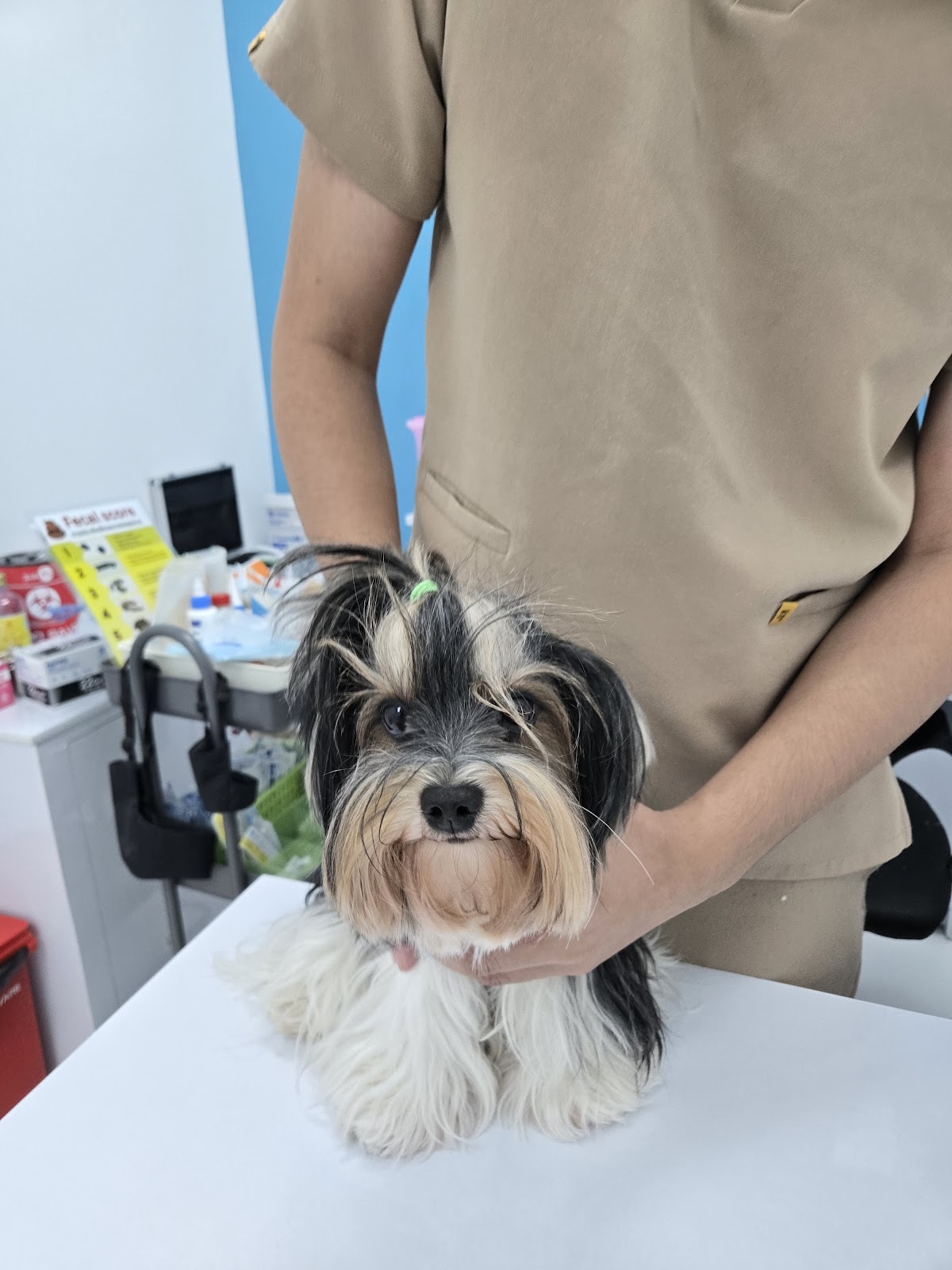 โรงพยาบาลสัตว์พอเพลิน สาขางามวงศ์วาน PawPlearn Animal Hospital #6