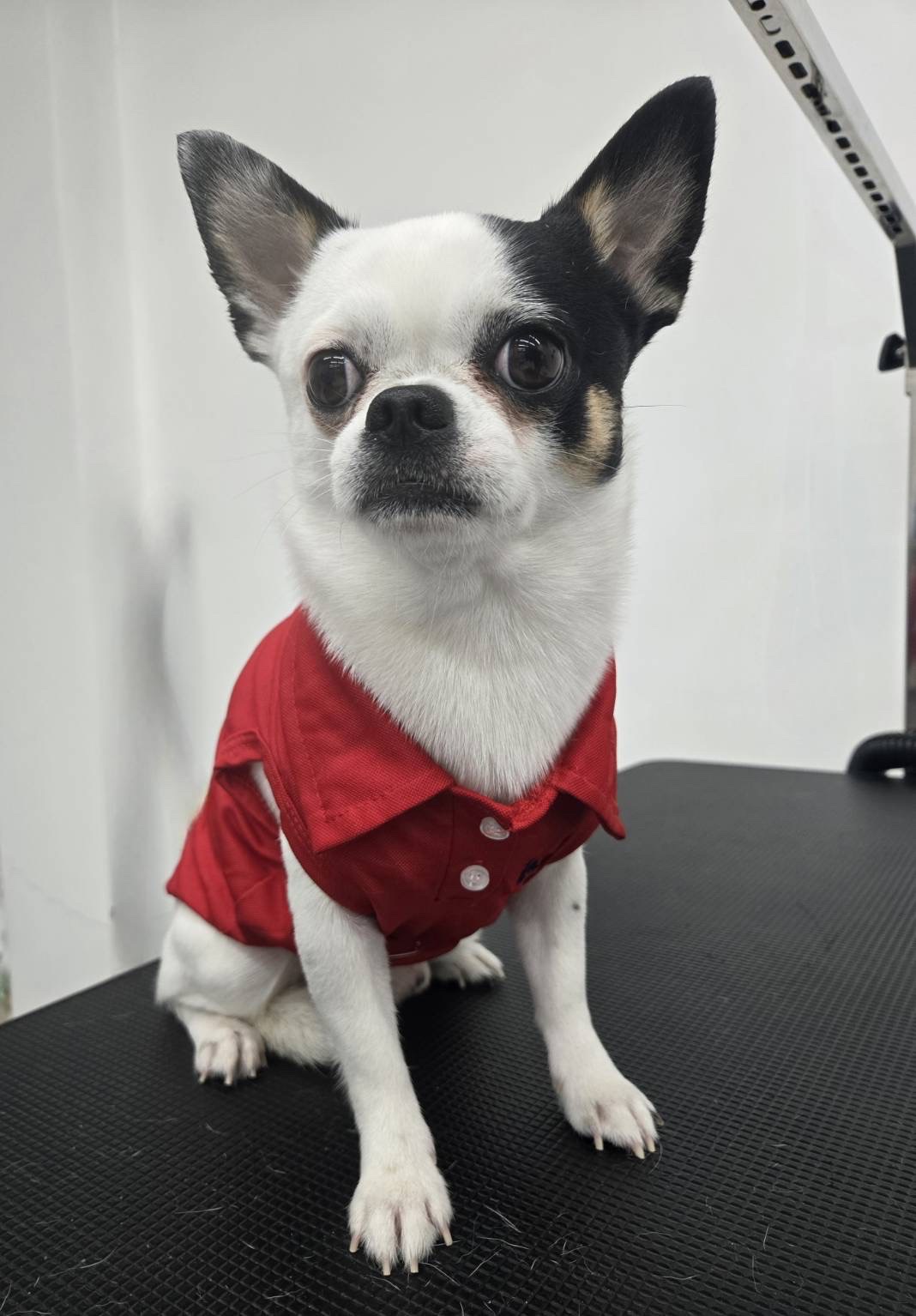 โรงพยาบาลสัตว์พอเพลิน สาขางามวงศ์วาน PawPlearn Animal Hospital #8