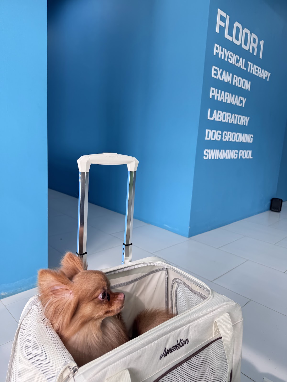 โรงพยาบาลสัตว์พอเพลิน สาขางามวงศ์วาน PawPlearn Animal Hospital #4